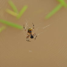 Orb Weaber Spider