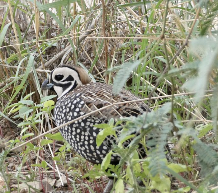 Montezuma Quail
