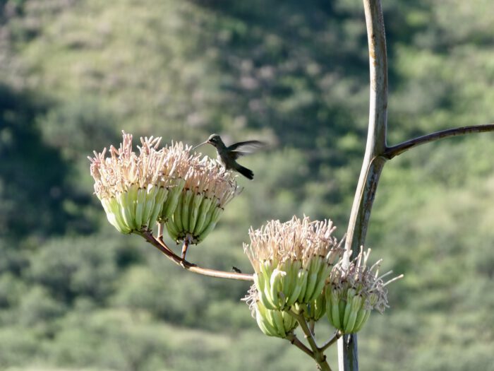 Palmer Agave