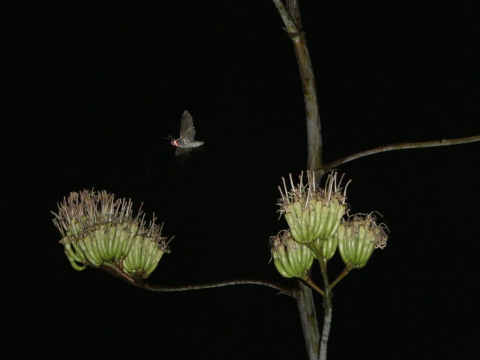 Palmer Agave Night Pollinator