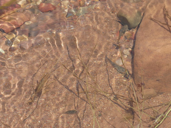 Tadpoles