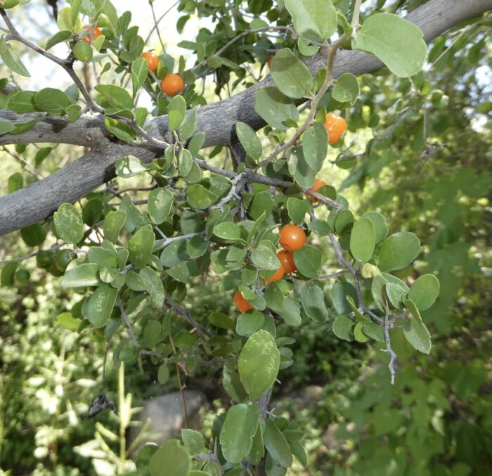 Spiny Hackberry
