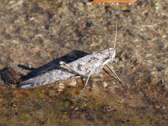 Grey Grasshopper