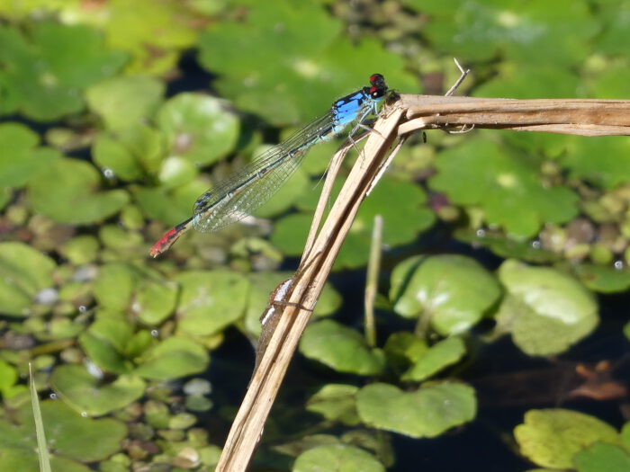 Painted Damselfly