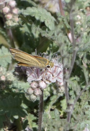 Desert Bells & Orange Skipperling