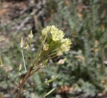Western Tansy Mustard