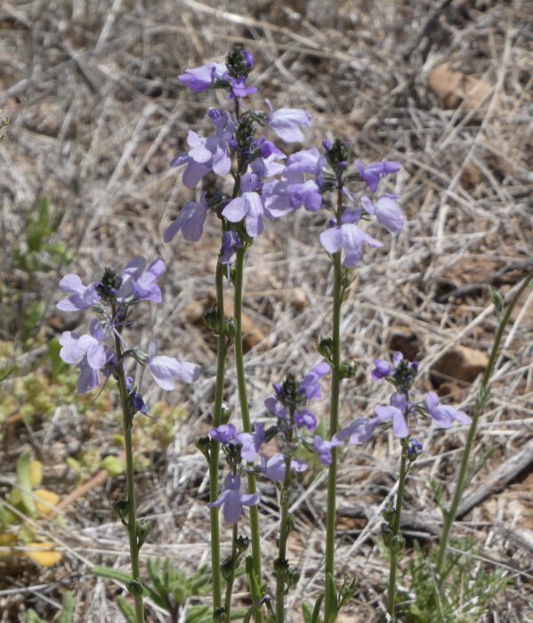 Texas Toadflax