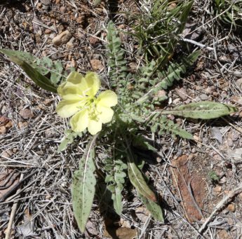 Evening Primrose