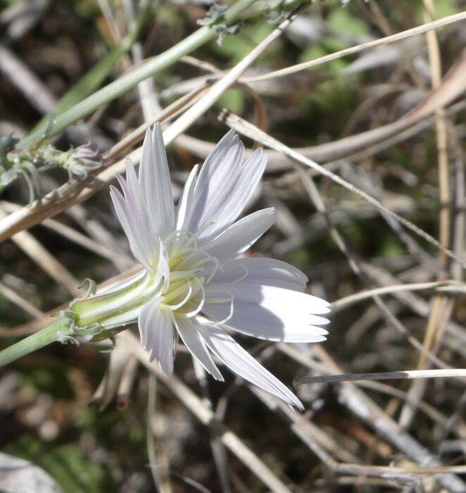 Desert Chicory