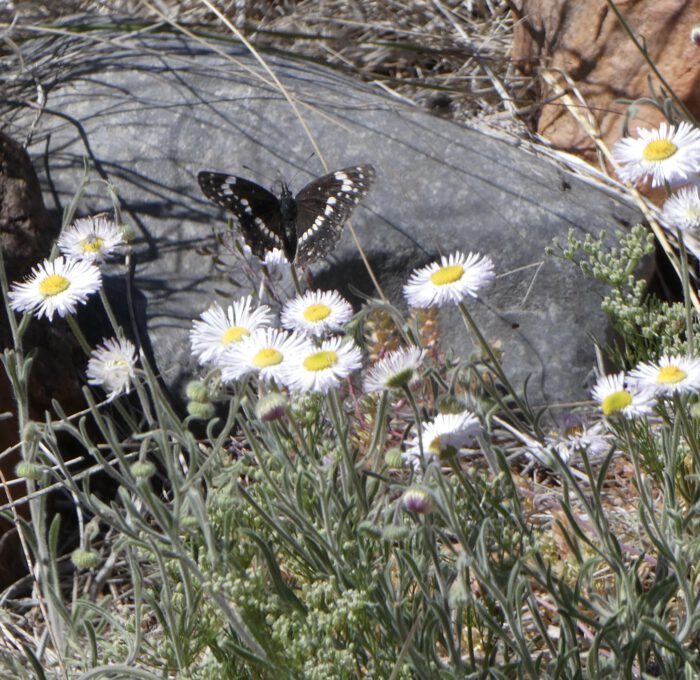 Spreading Fleabane