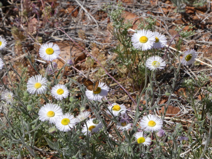 Spreading Fleabane