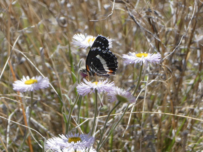 Spreadingg Fleabane