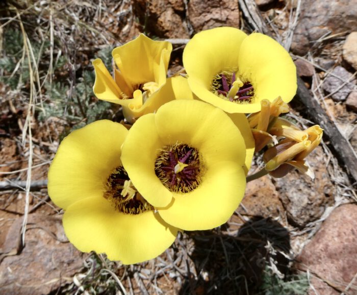 Mariposa Lilly