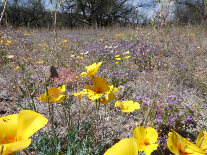 Spring Wildflowers
