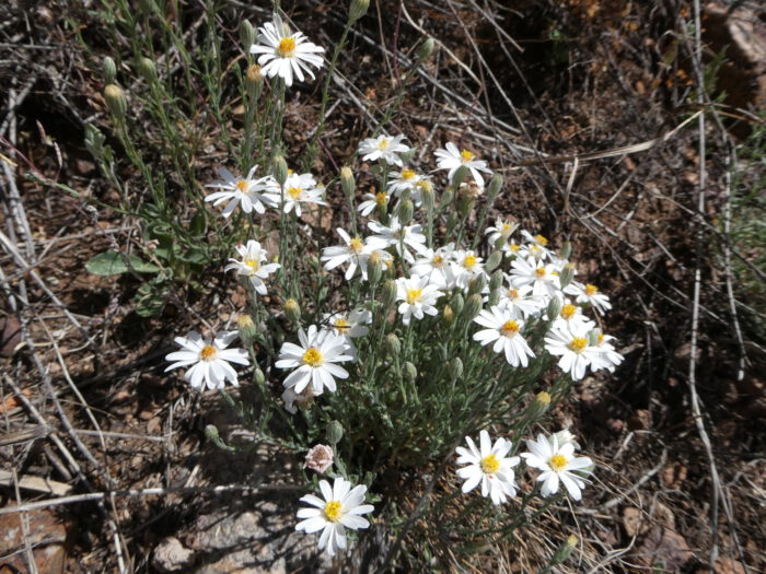 Smallflower Aster