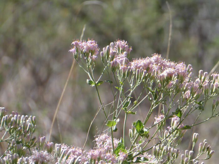 Acourtia Wrightii