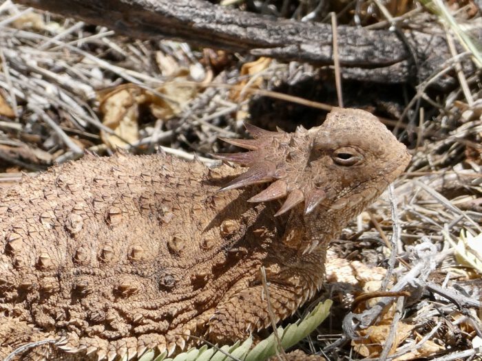 Regal Horned Lizard