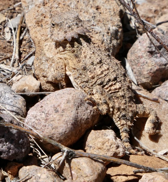 Regal Horned Lizard