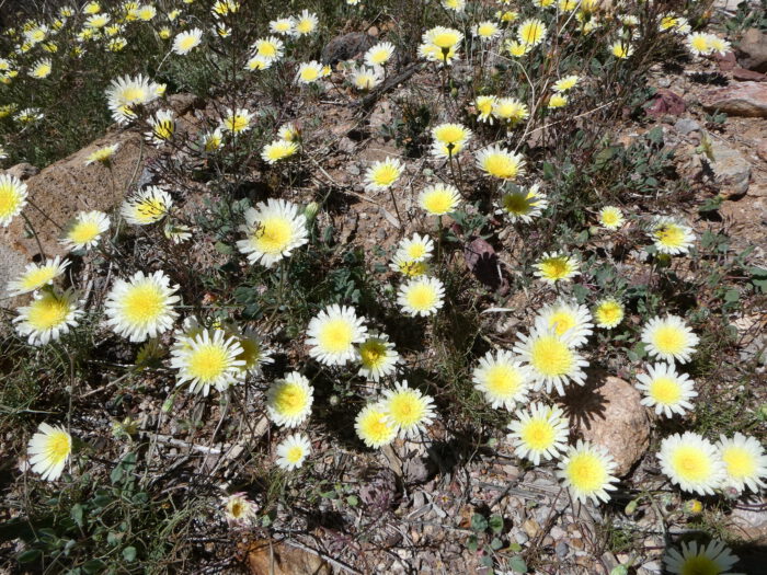 Desert Dandelion