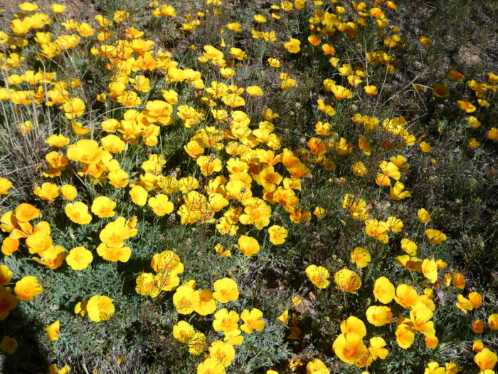 CA Poppy