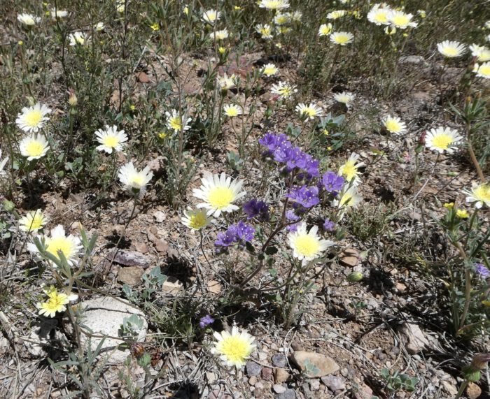 Desert Chickory
