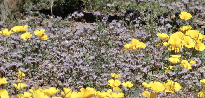 Desert Bells & CA Poppy