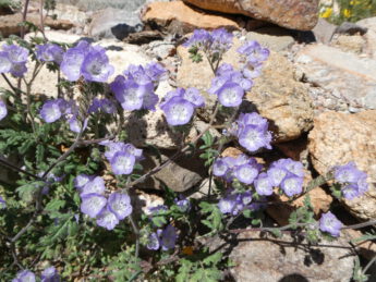 Desert Bells