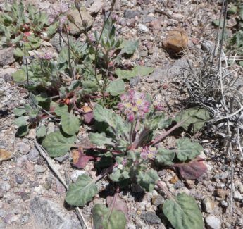 Wild Buckwheat