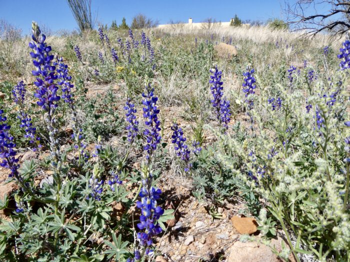 Lupines & House