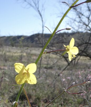 CA Suncups