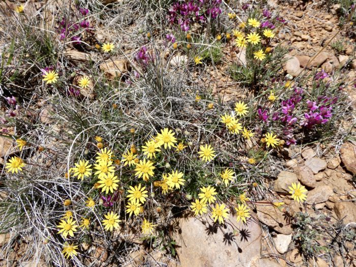 Spring Wildflowers