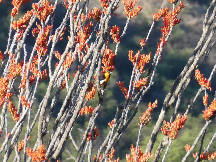 Ocotillo & Bullock's Oriole