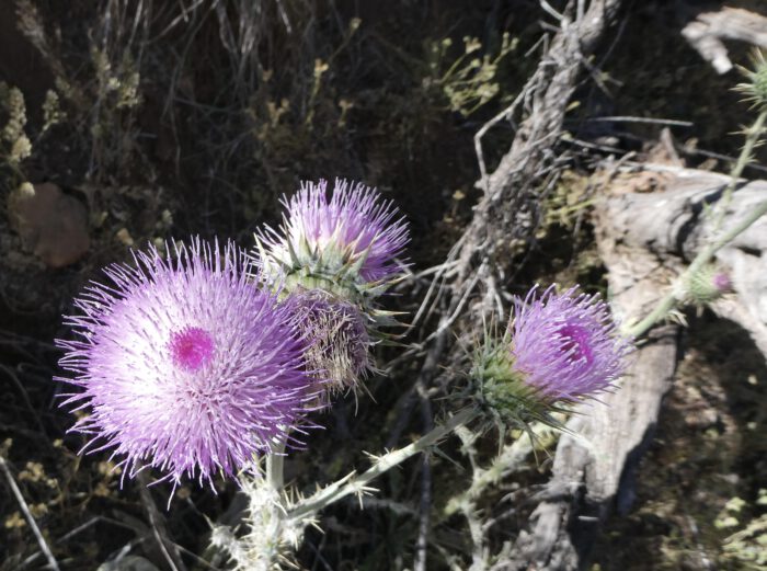 NM Thistle