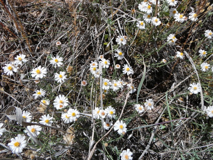 Rock Daisies