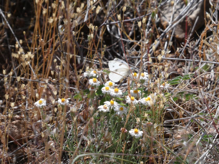 Rock Daisies