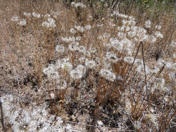 Silver Puffs