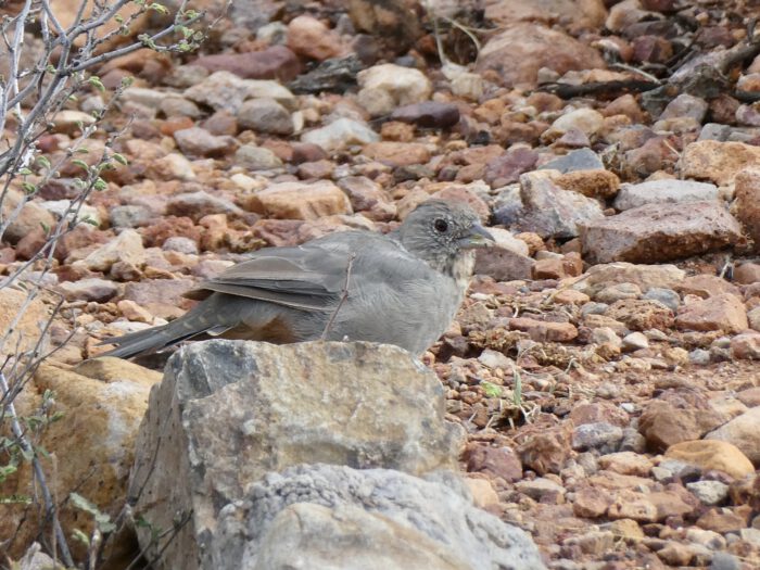 Canyon Towhee