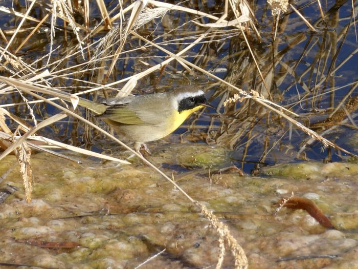 Common Yellowthroat