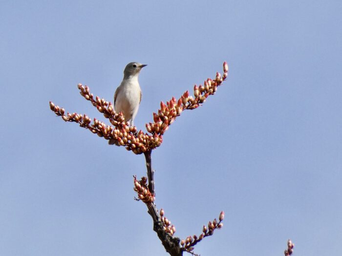 Lucy's Warbler