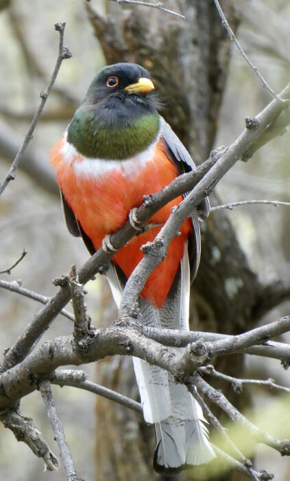 Elegant Trogon