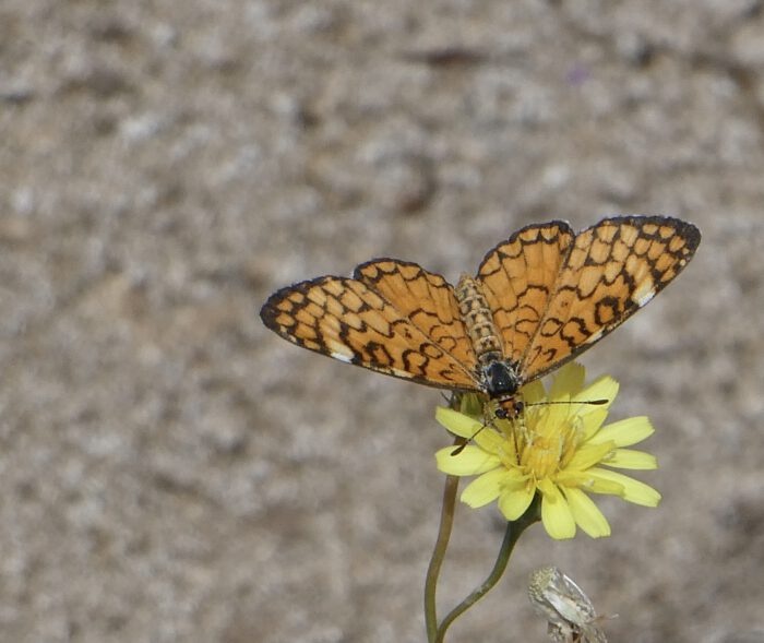 W/S Desert Dandelion