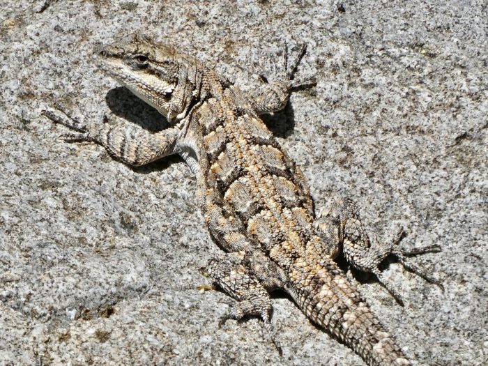 Ornate Tree Lizard