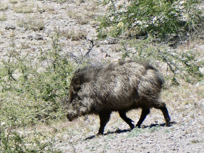 Javalina