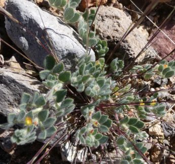 Foothill Deervetch