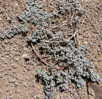Skeletonweed