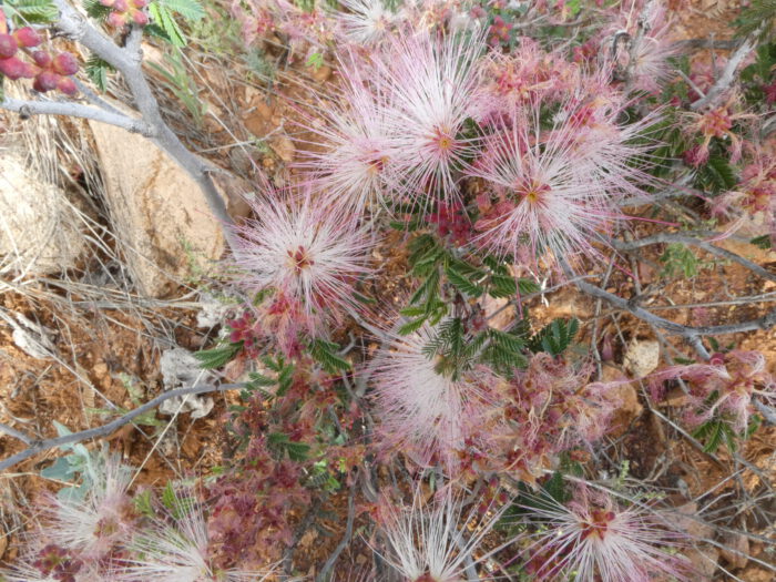 Fairy Duster 