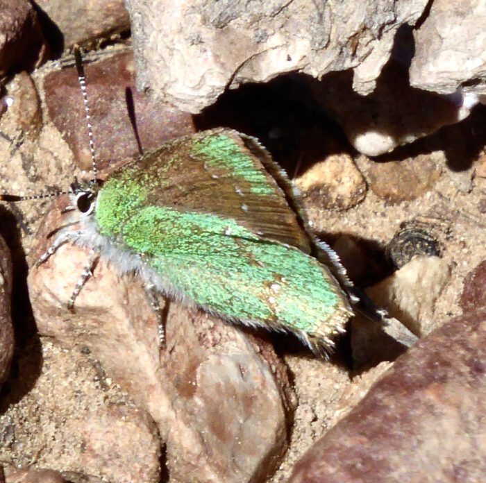 Juniper Hairstreak