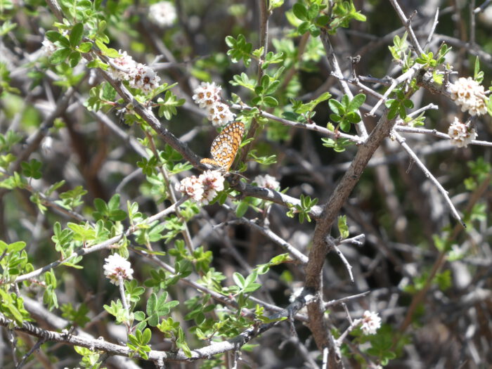Desert Sumac