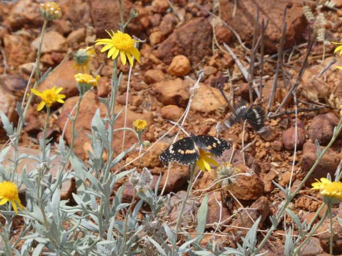 Hairy-seed Bahia