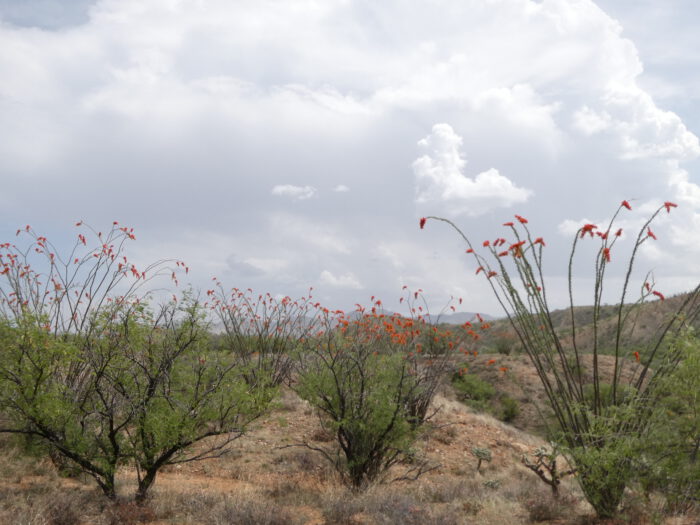 Raven's Nest - habitat